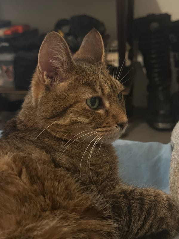 Green-eyed tabby cat at rest on cozy indoor blankets