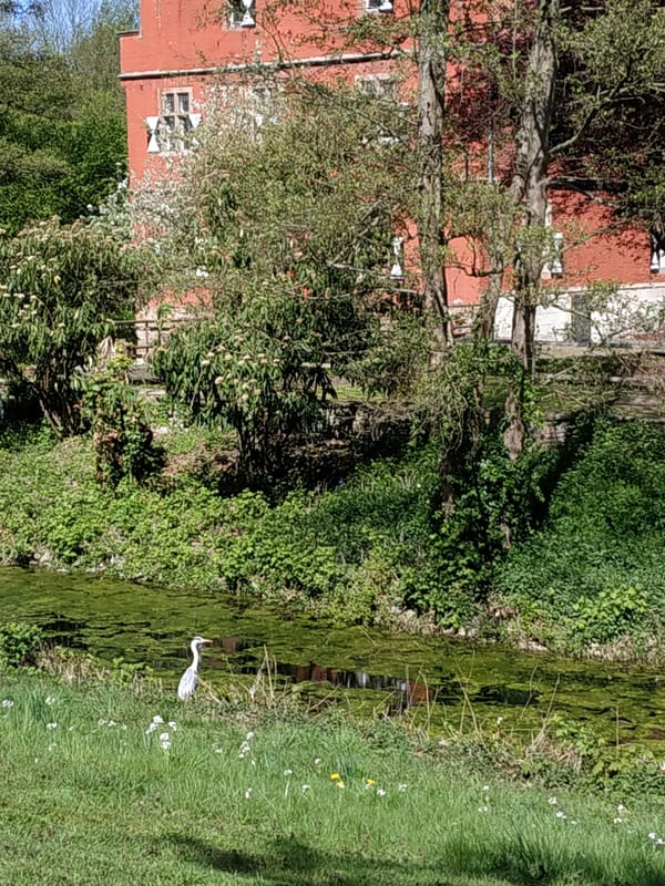 Grey heron spotted in Dortmund canal near red brick building