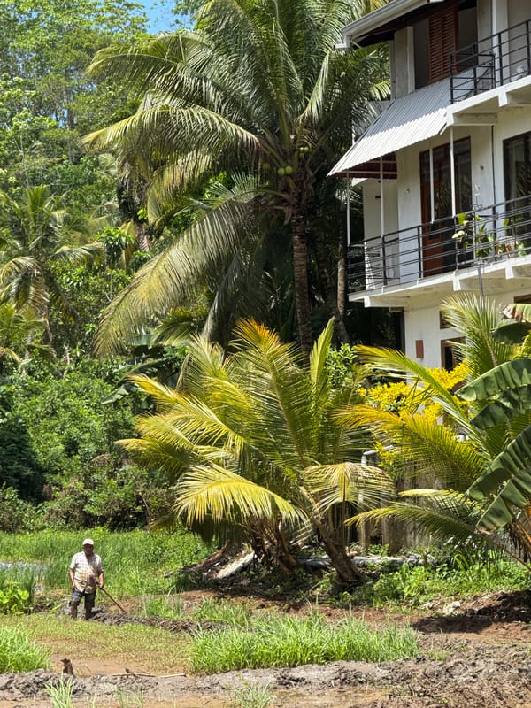 Rice farmers work flooded paddies in rural Sri Lanka