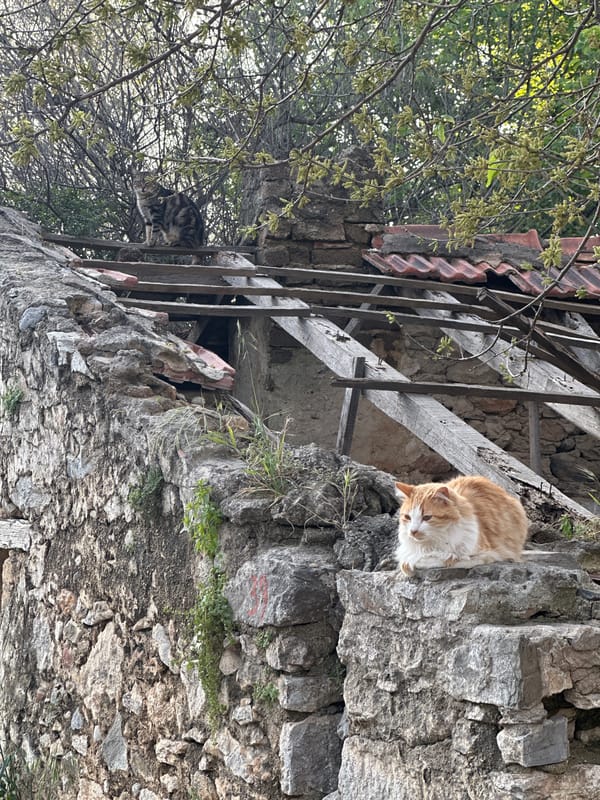 Daily life scenes with cats documented in Datça, Turkey