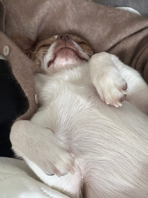 Small dog sleeps peacefully on back in cozy sweater