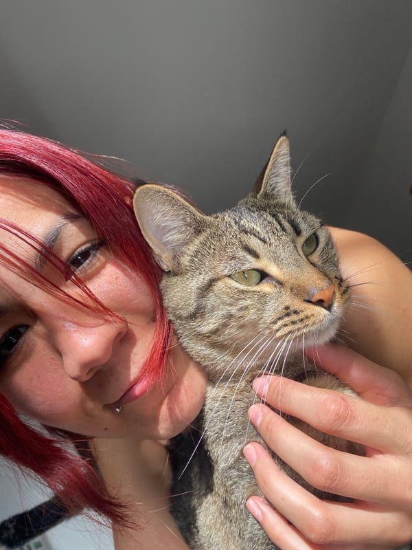 Person kisses tabby cat in affectionate moment, Wilde Argentina