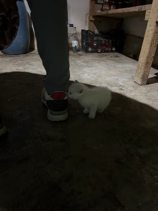 Evening scenes in Bulgarian village include kitten, fire pit
