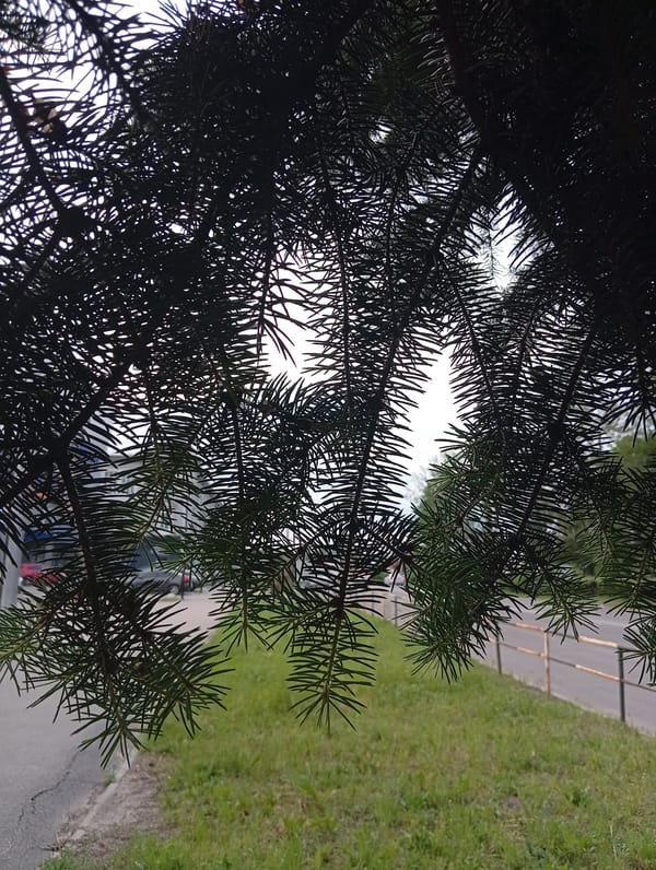 Anonymous witness documents 13-minute Poltava park walk capturing urban greenery