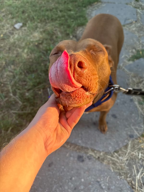 Sunset stroll and backyard nature in Zaporizhzhia