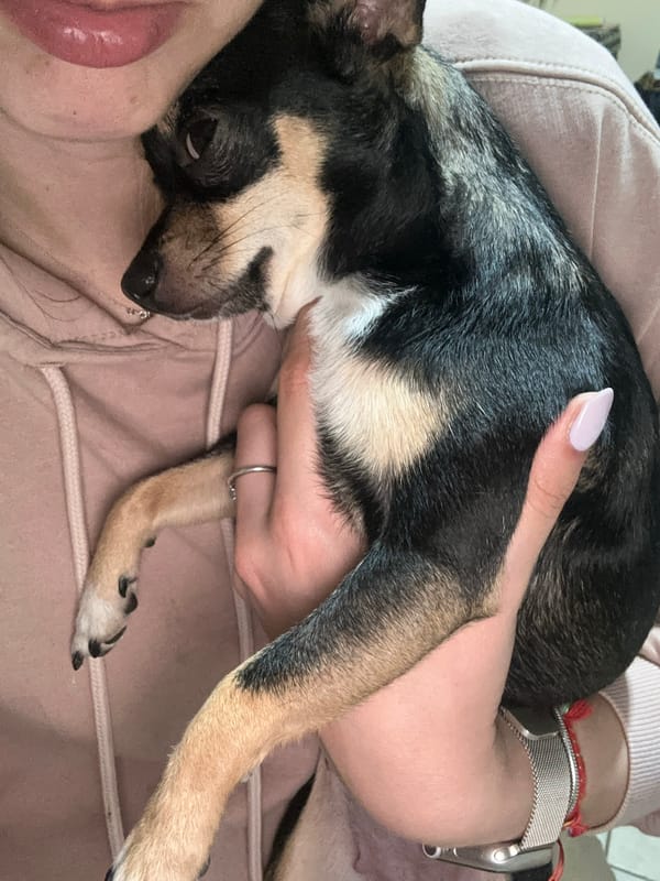 Woman bonds with small dog in Smyadovo, Bulgaria