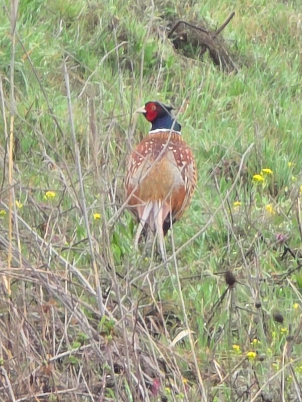 Ring-necked Pheasant spotted in field near Plovdiv, Bulgaria