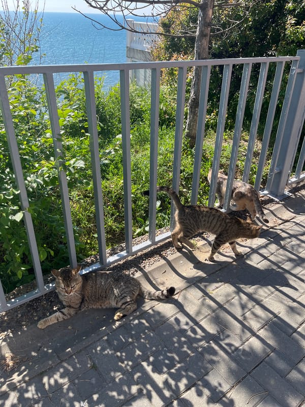 Cats spotted across Anapa's Black Sea promenade areas
