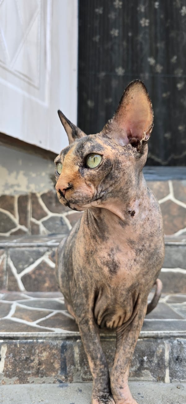 Baku Sphynx cat photographed up close in multiple outdoor shots