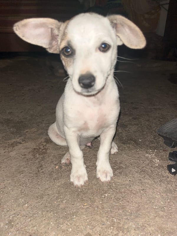White dog with big ears holds a gaze on concrete.