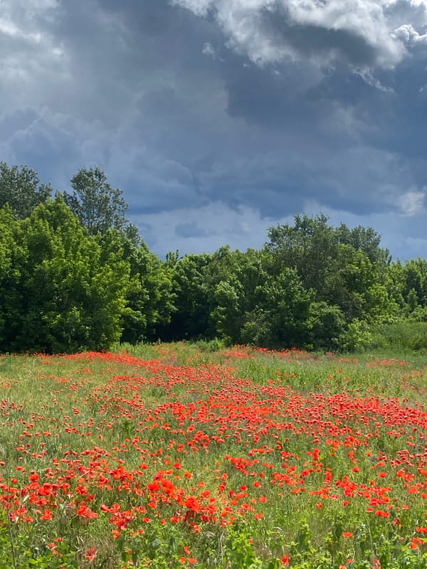 Red poppies, roaming goats, and quiet streets in rural Ukraine