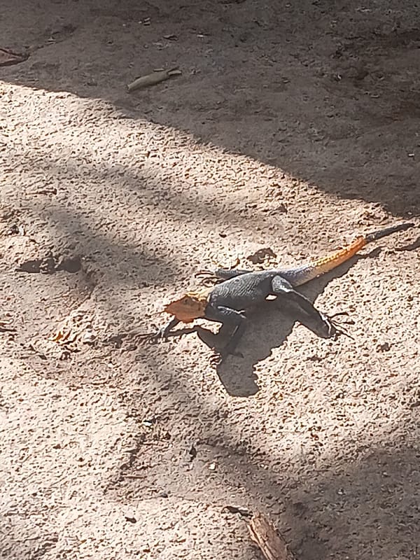 Morning wildlife spotted in Bukuru, Nigeria