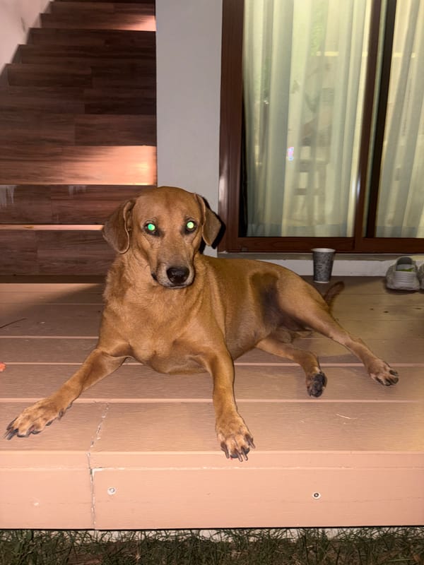 Dog rests on wooden deck in Baan Plai Laem