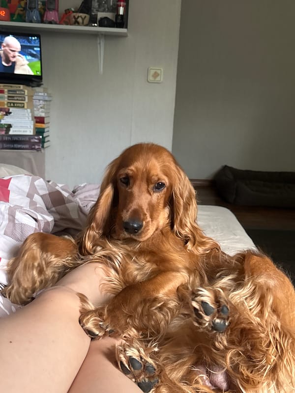 Cocker Spaniel photographed in quiet morning moments in Krasnoyarsk