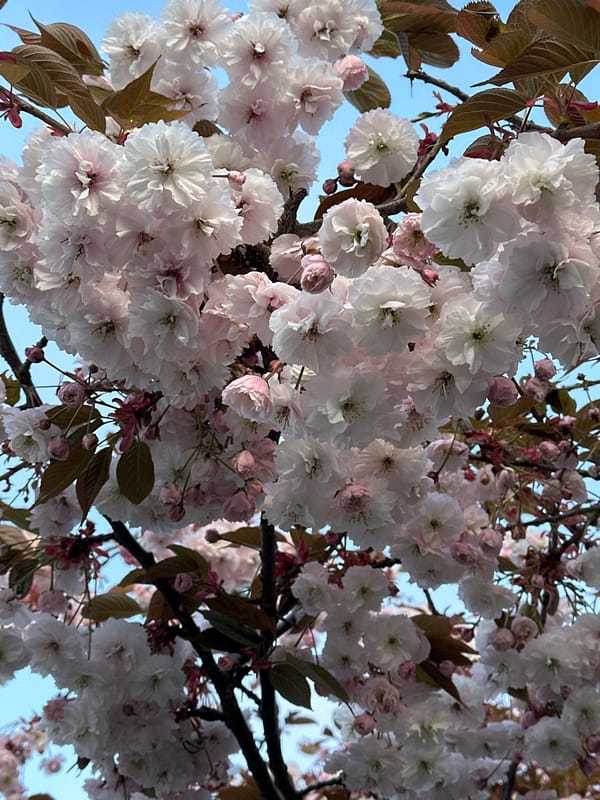 Cherry blossoms bloom in early morning Coquitlam street scene