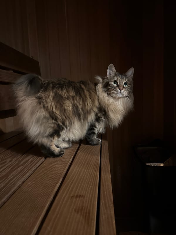 Tabby cat and Tallinn dusk scenes, July evening