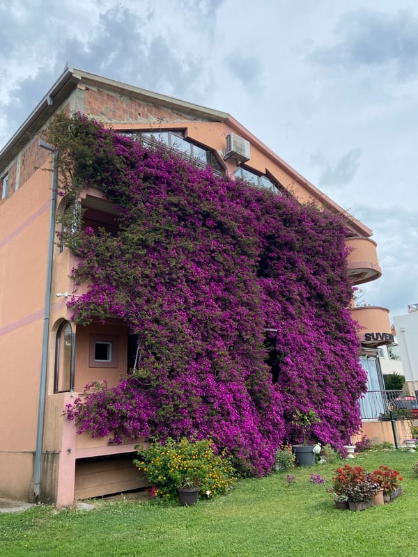Spring blooms documented in Bar, Montenegro gardens