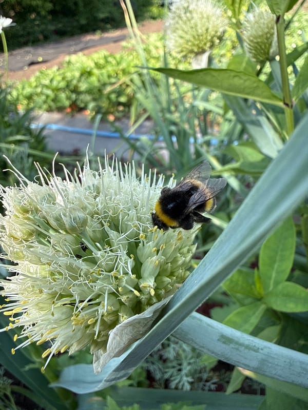 Garden buzzing with bees, beetles, ladybugs amid strawberry harvest