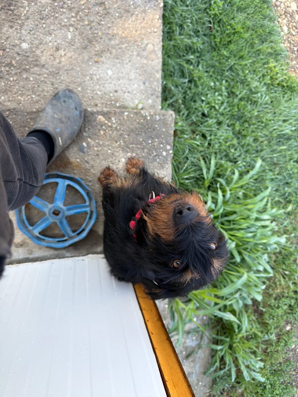 Morning animal sightings documented in Shtraklevo, Bulgaria