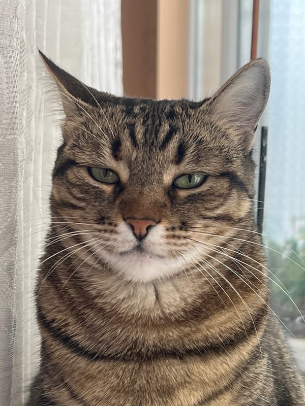 Tabby cat and residential scenes documented in Karnobat, Bulgaria