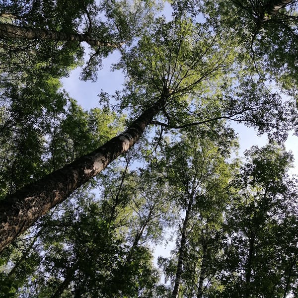 Forest camping scene documented through tree canopy views