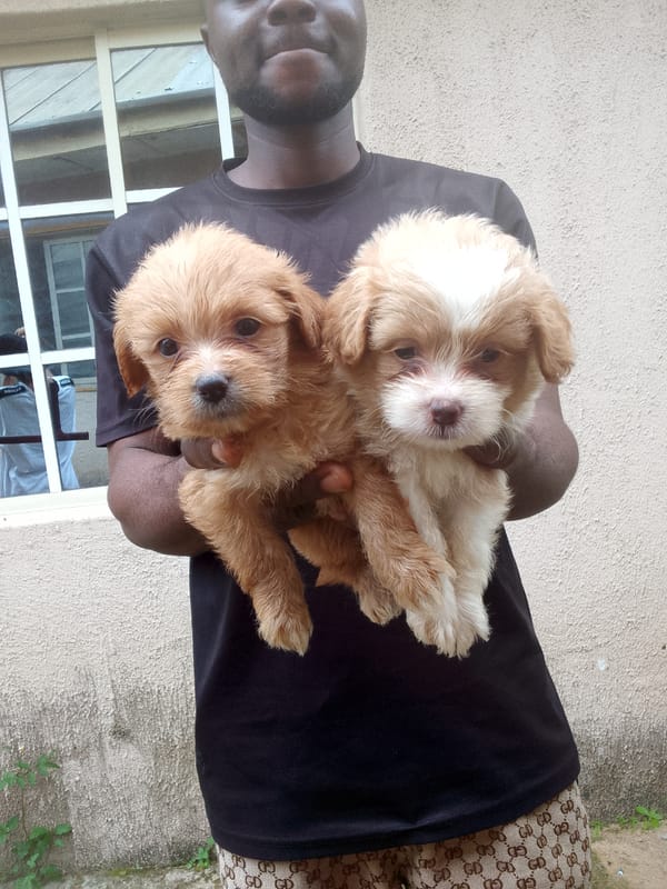 Fluffy puppies passed around and filmed in Jos, Nigeria