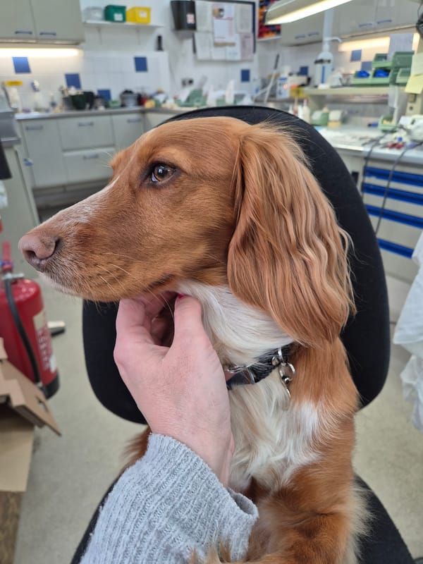 Cocker spaniel spotted in West Suffolk medical facility