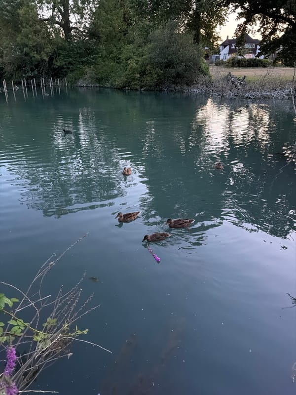 Duck on a flower-dotted London pond at dusk