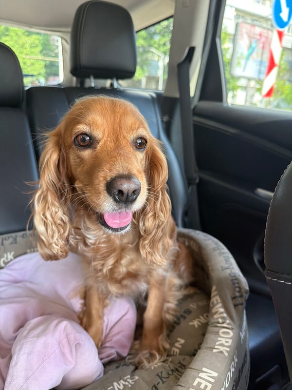 Dog and Dior products spotted in separate everyday moments