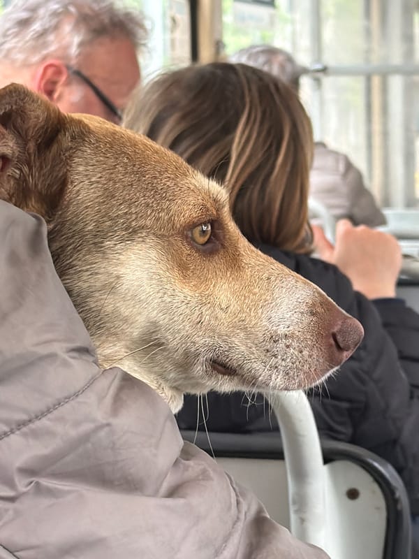 Dog rides public transport in Sofia with passengers