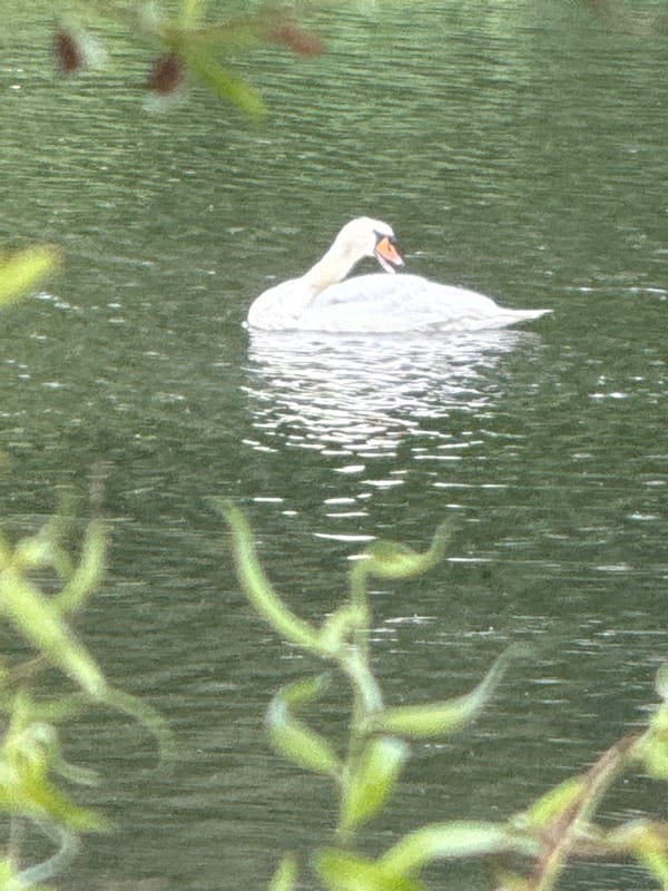 Swans, coots, and riverside greenery along Szczecin's waterways
