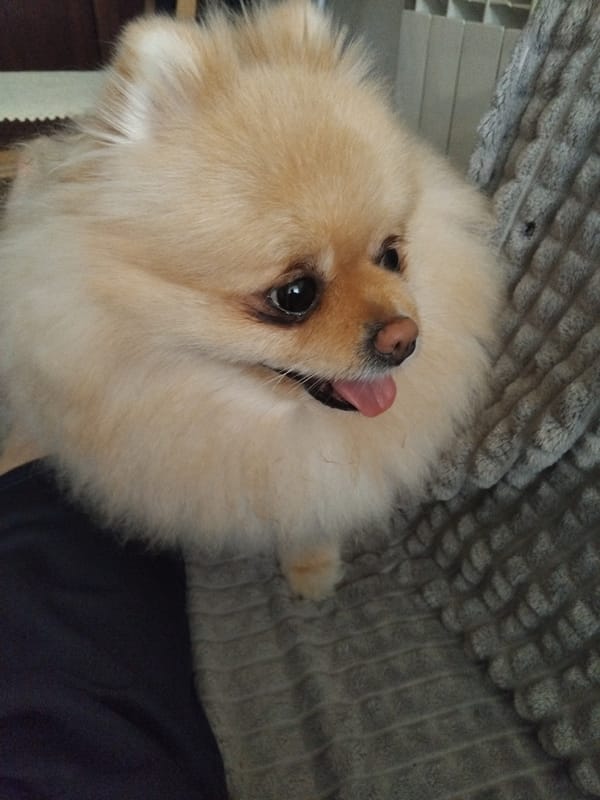 Pomeranian Dog Photo Session Captured in Apriltsi, Bulgaria