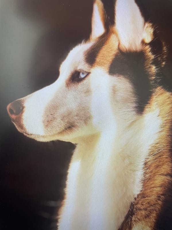 Husky dog photographed in downtown Iași, Romania