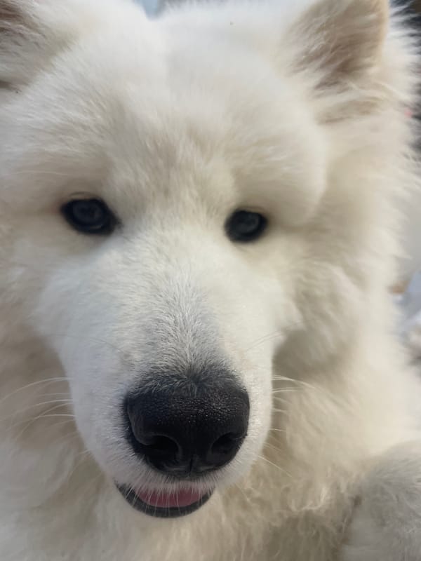 Woman and Samoyed Dog Share Quiet Indoor Moments
