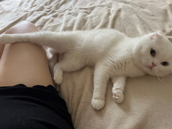 Pets and owners share quiet morning moments in Brovary