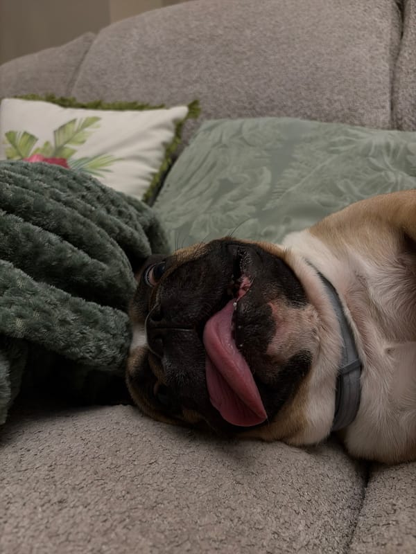 Dog photographed resting on furniture in Sofia