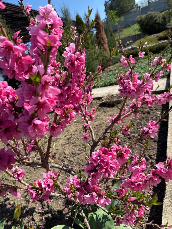 Spring flowers bloom in Maykop gardens amid seasonal display