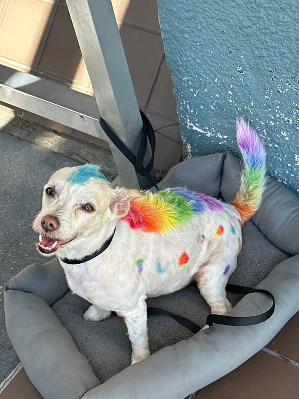 A sunny LA afternoon: wildlife, flowers, and a very colorful dog