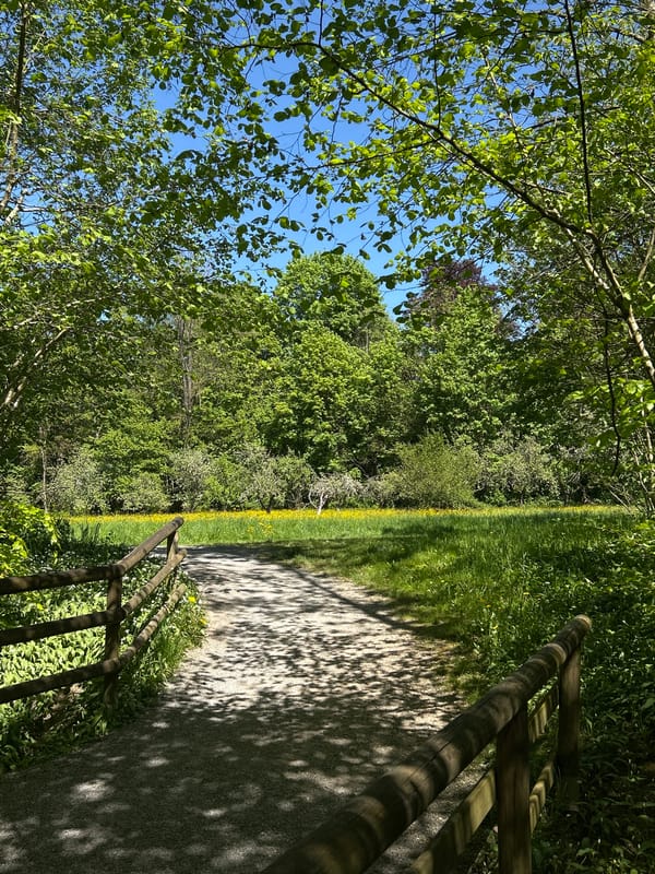 Mallard Duck Strolls Sunny Woodland Path