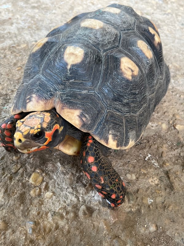 Red-footed tortoise on concrete, Tinaquillo, Venezuela