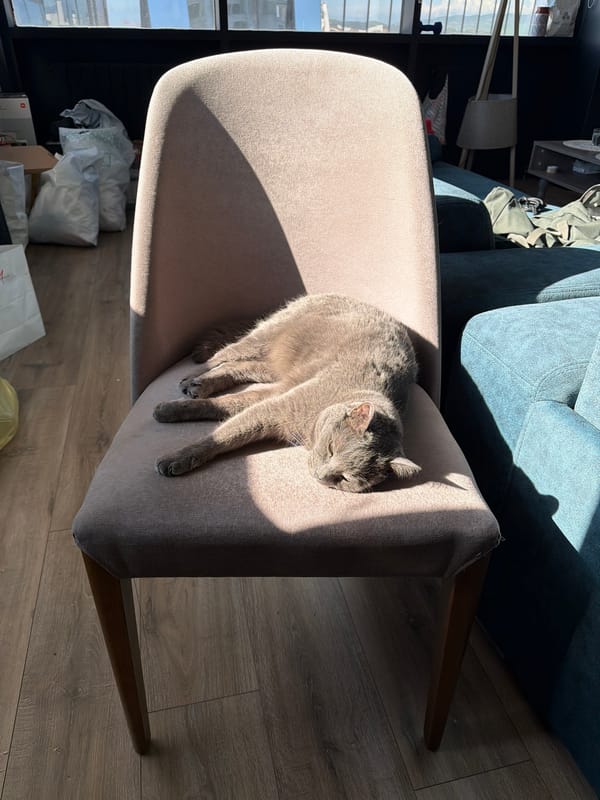 Gray cat relaxes on chair in sunlit Tbilisi home