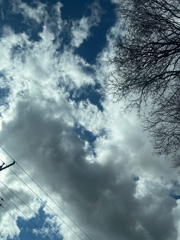 Skyward photograph captures bare tree branch in Newburgh