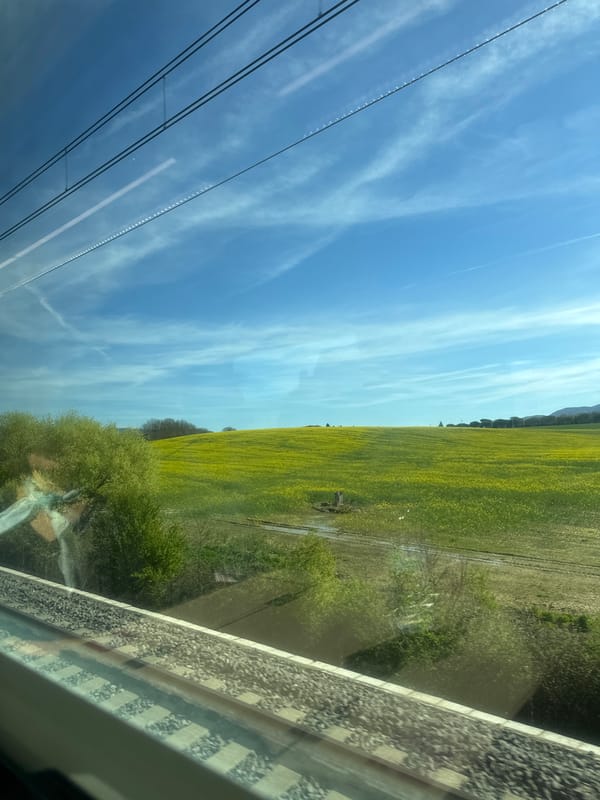 Train passenger views yellow flower field near Castiglion Fiorentino