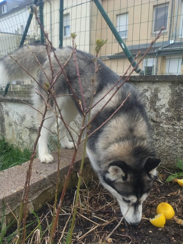 Dogs playing and relaxing around Luxembourg City neighborhoods