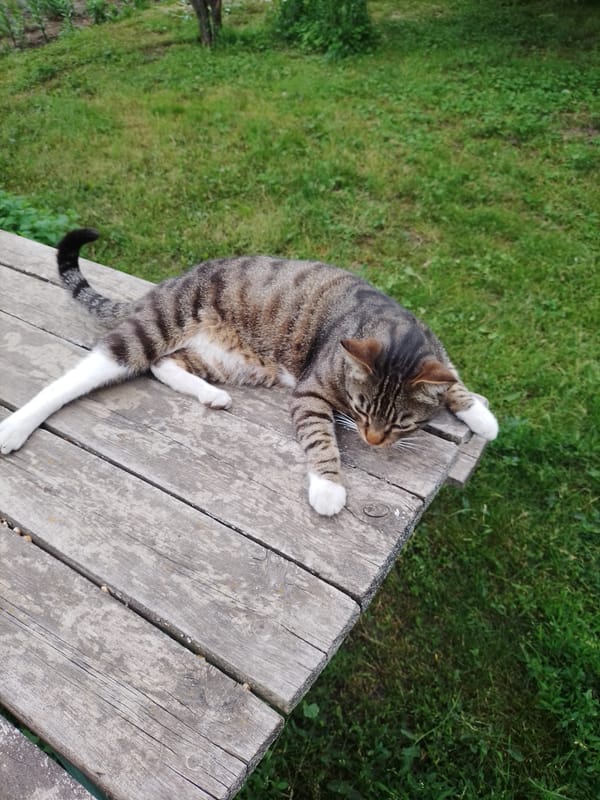 Cats and garden life documented in rural Ukrainian village
