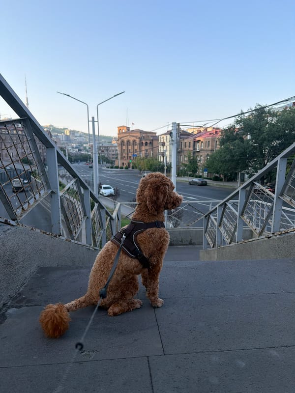 Poodle on a pedestrian overpass surveys the cityscape below