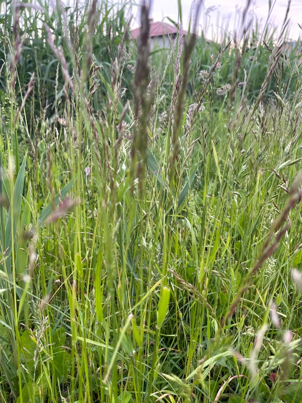 Evening nature walk documents flowering plants in Zelenogradsk, Russia