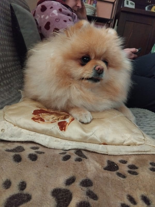 Quiet moments between person and Pomeranian dog in Apriltsi