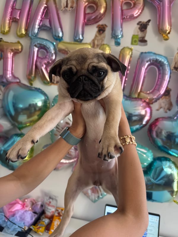 Pug puppy birthday party celebrated in Podgorica, Montenegro