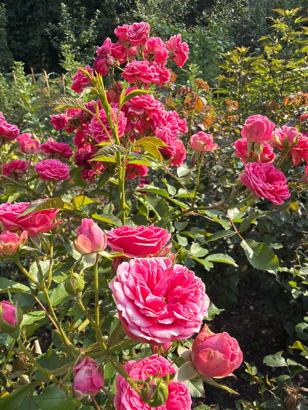 Roses and lilies in bloom, a Snovsk garden in summer